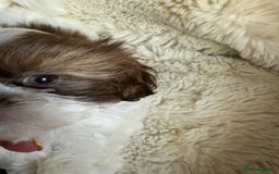 Shih Tzu dogs for sale: 4 imperial shih Tzu beautiful boys  - Image 11