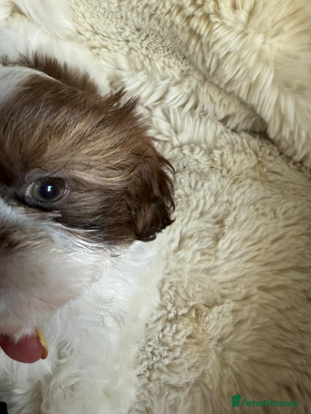 Shih Tzu dogs for sale: 4 imperial shih Tzu beautiful boys  - Image 11