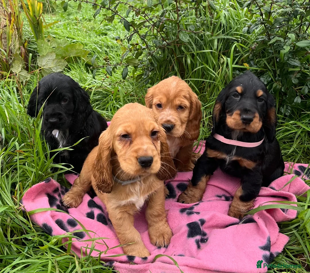 Cocker Spaniel dogs for sale: Stunning show type cocker spaniel puppies  - Advert 13
