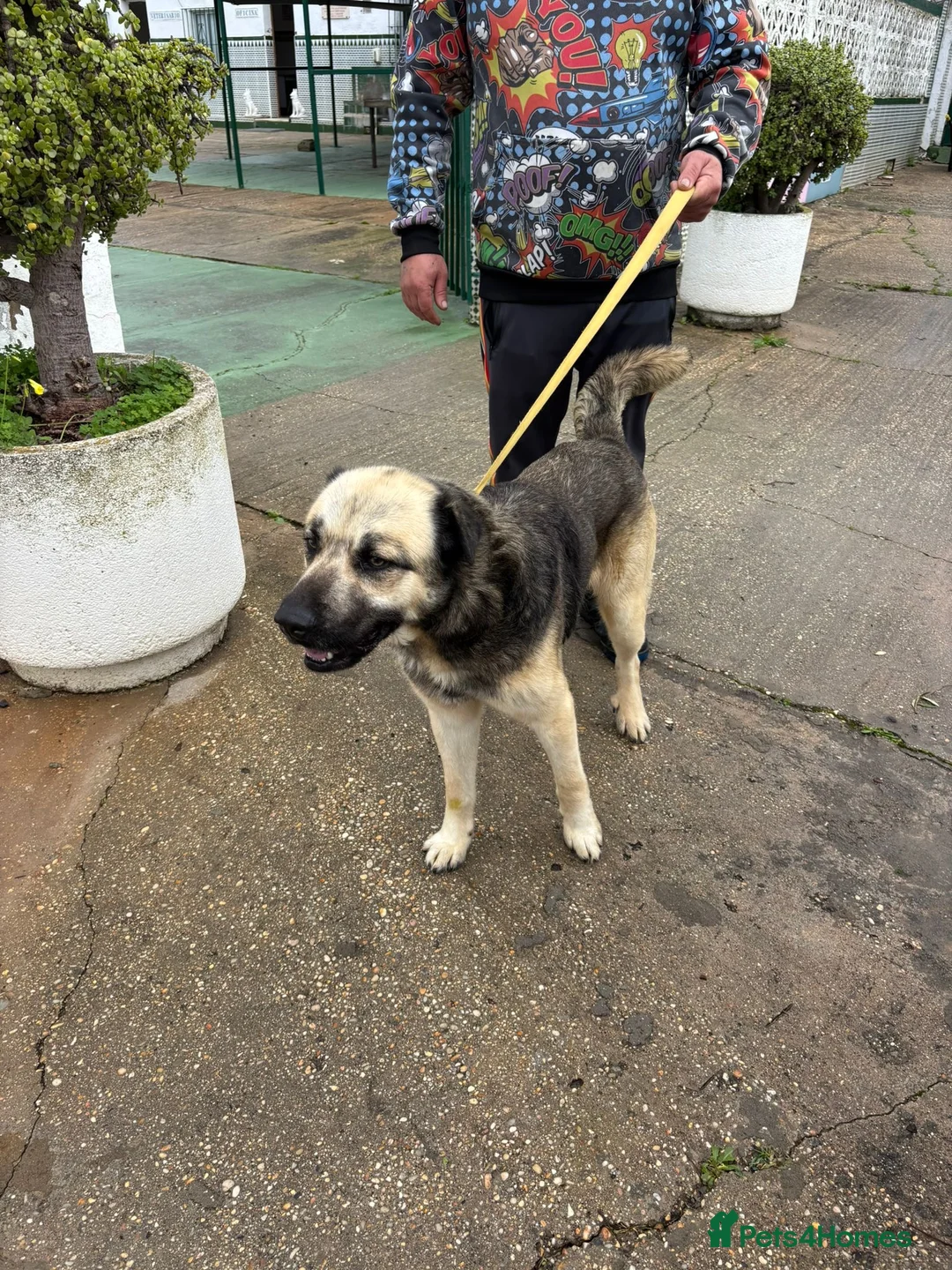 Mixed Breed dogs for adoption: Please rescue Titan❤️🐾from the Kill Station in Hengoed - Advert 2