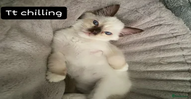 Ragdoll cats - Advert 11