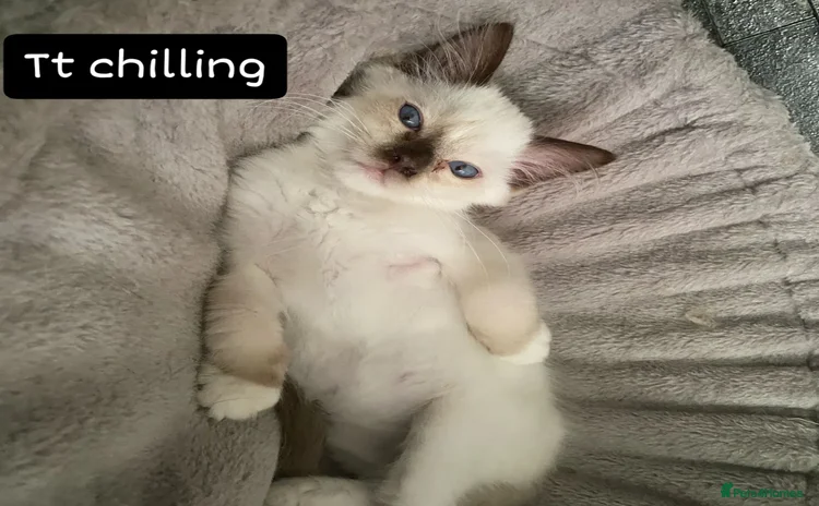 Ragdoll cats - Advert 9
