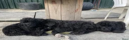 Russian Black Terrier dogs for sale: Black Russian Terrier 🐾 - Advert 3