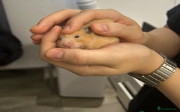 Hamster rodents for sale: Pedigree Full Cream Golden Syrian Baby Hamster - Image 2