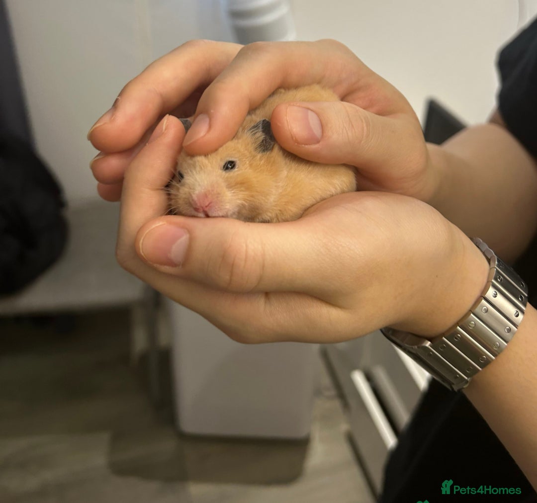 Hamster rodents for sale: Pedigree Full Cream Golden Syrian Baby Hamster - Image 2
