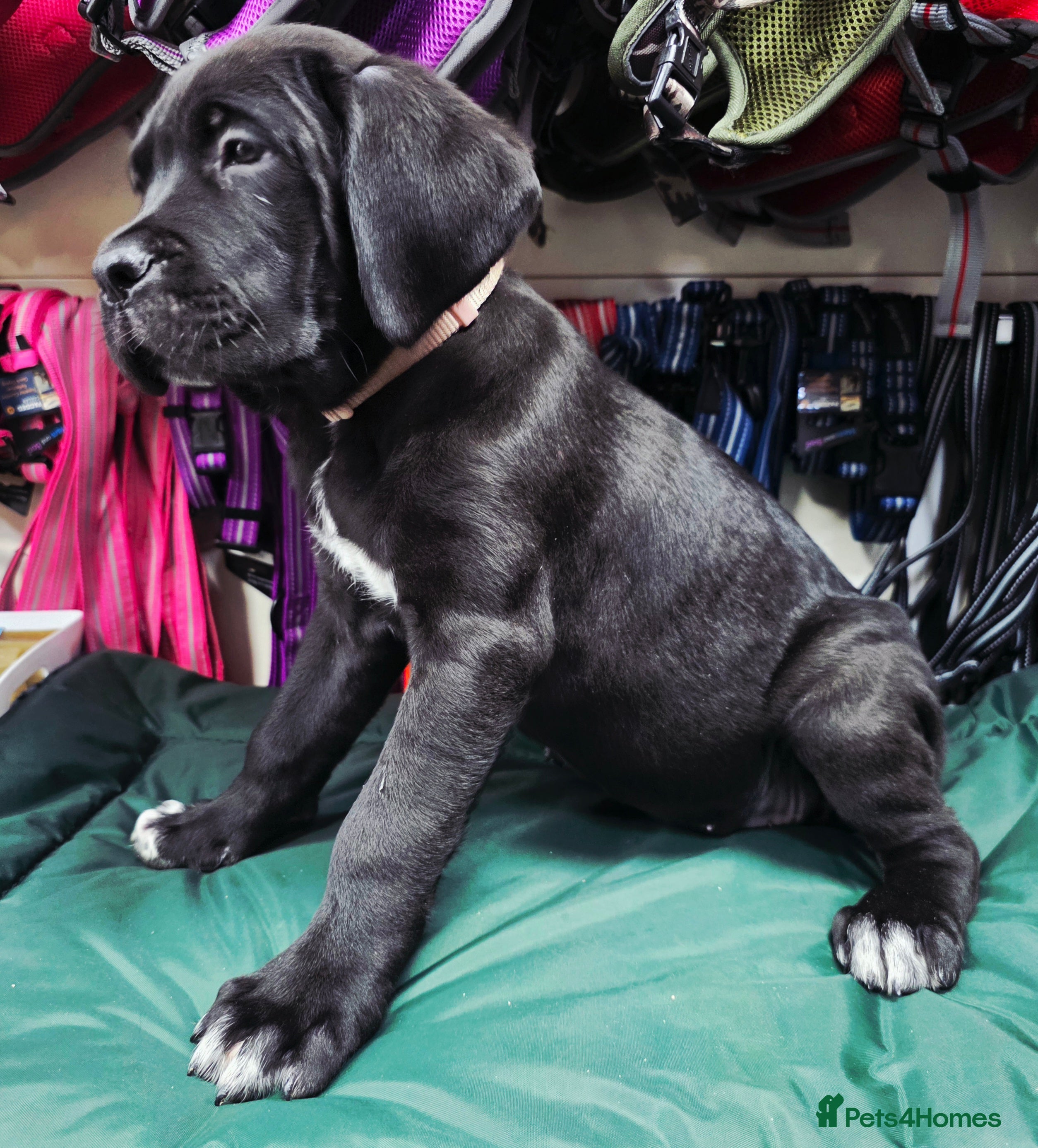 Cane Corso dogs 1 CHUNKY, BEAUTIFUL FEMALE CANE CORSO AVAILABLE! - Advert 1