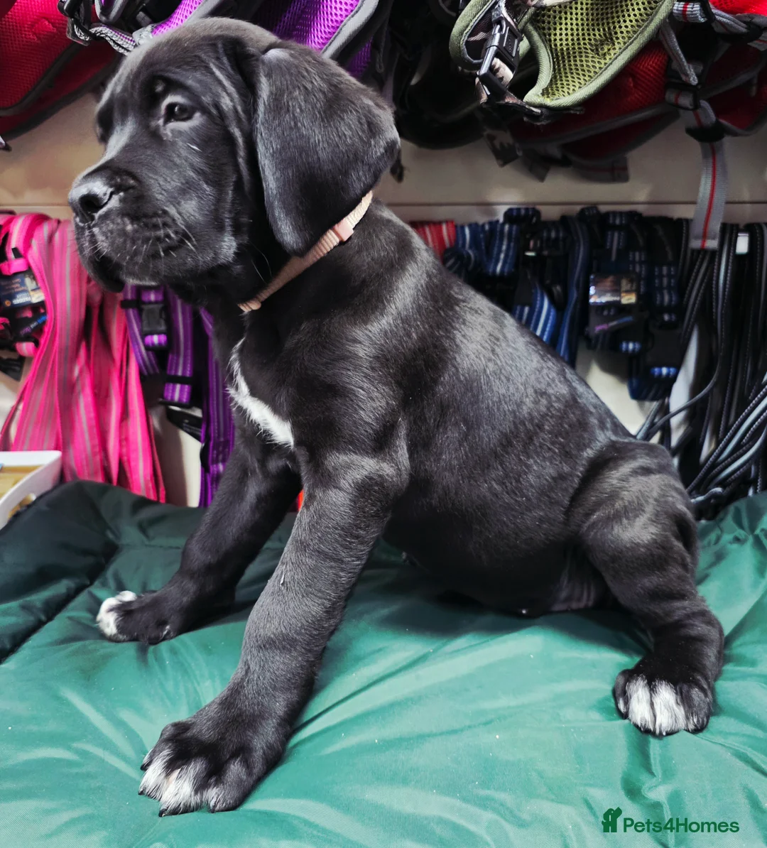 Cane Corso dogs for sale: 1 CHUNKY, BEAUTIFUL FEMALE CANE CORSO AVAILABLE! - Advert 1