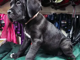 Cane Corso dogs 1 CHUNKY, BEAUTIFUL FEMALE CANE CORSO AVAILABLE! - Advert 1