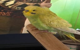 Budgerigars birds for sale: Green hand tame baby budgie  - Image 2