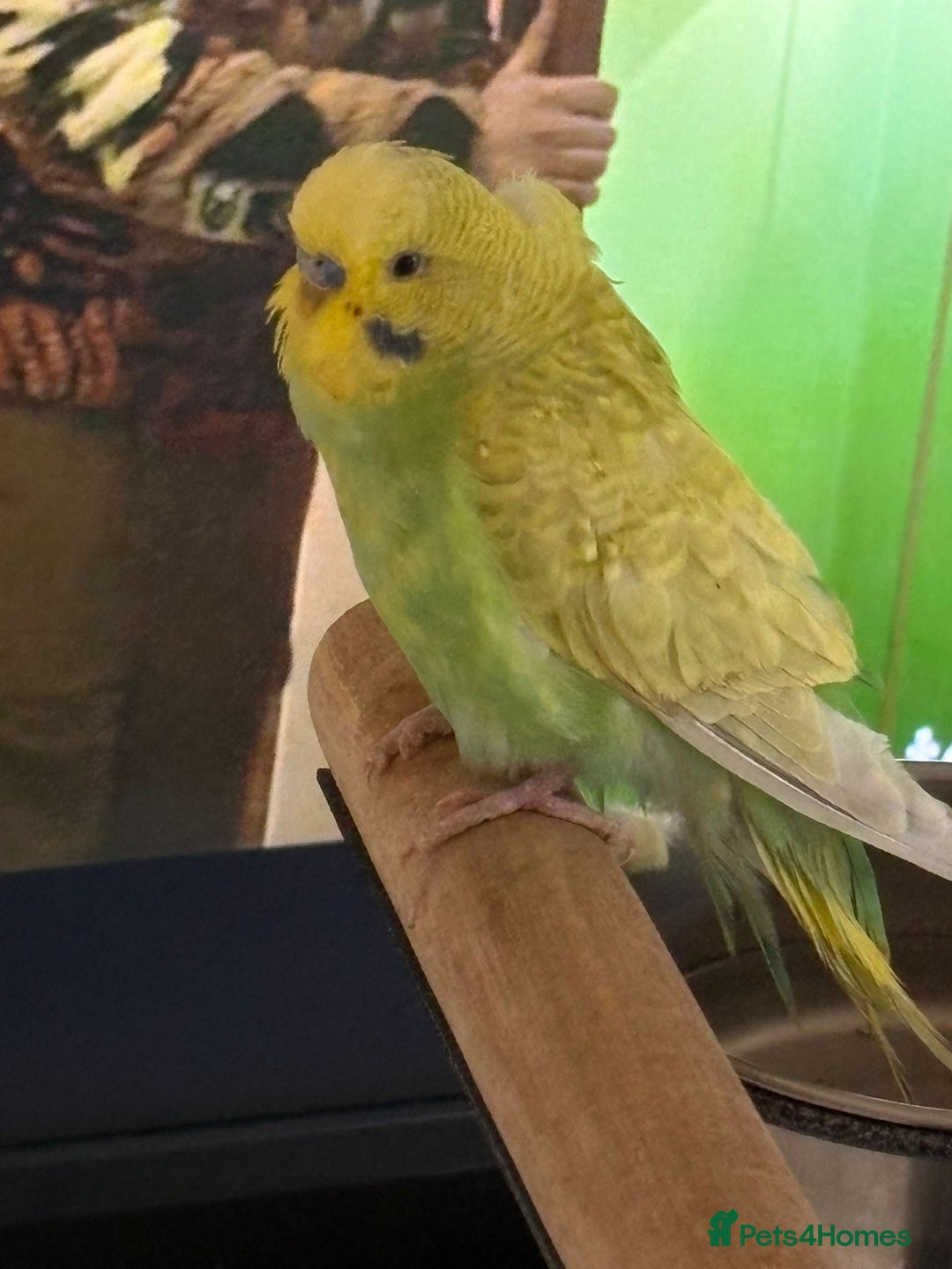 Budgerigars birds for sale: Green hand tame baby budgie  - Image 2