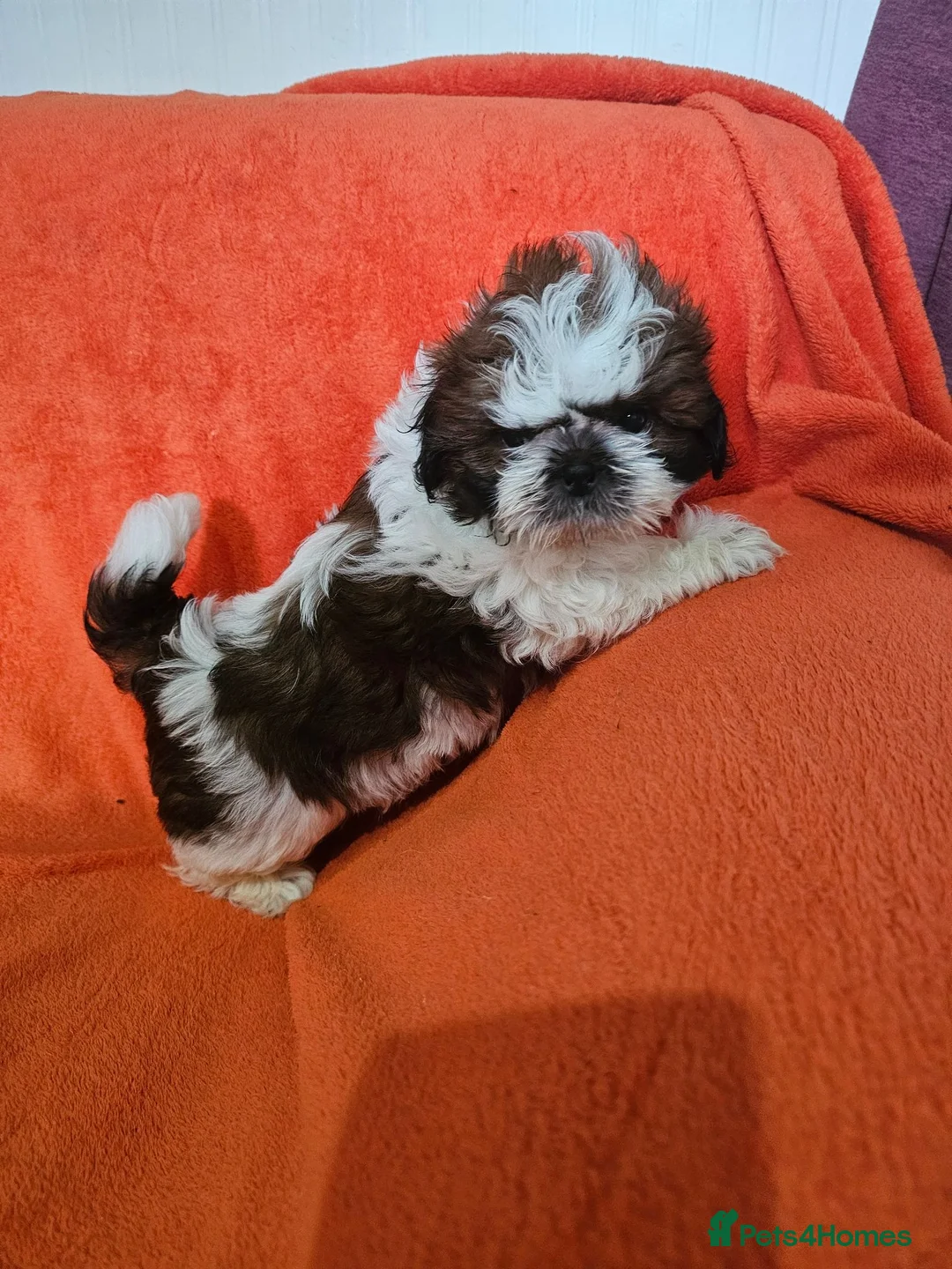 Shih Tzu dogs for sale: Show potential KC registered standard shih tzu boy - Advert 5