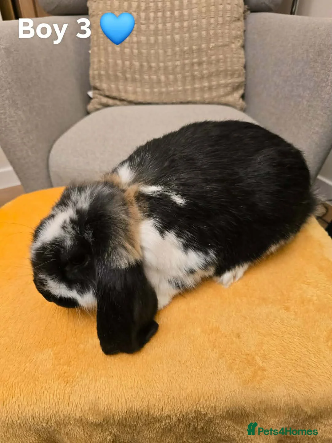 French Lop rabbits for sale: French lop boys - Advert 2