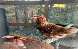 Chickens poultry for sale: Bantam Hybrid Hens - Image 1