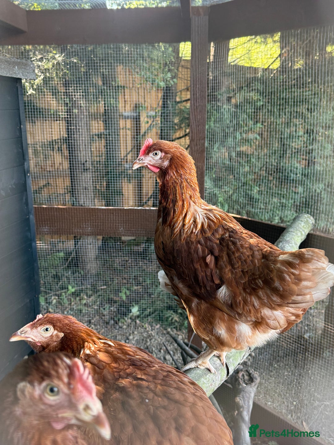 Chickens poultry for sale: Bantam Hybrid Hens - Image 1