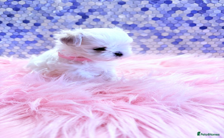 Maltese dogs 🌟🌟Full Korean Baby pups🌟🌟 - Advert 3