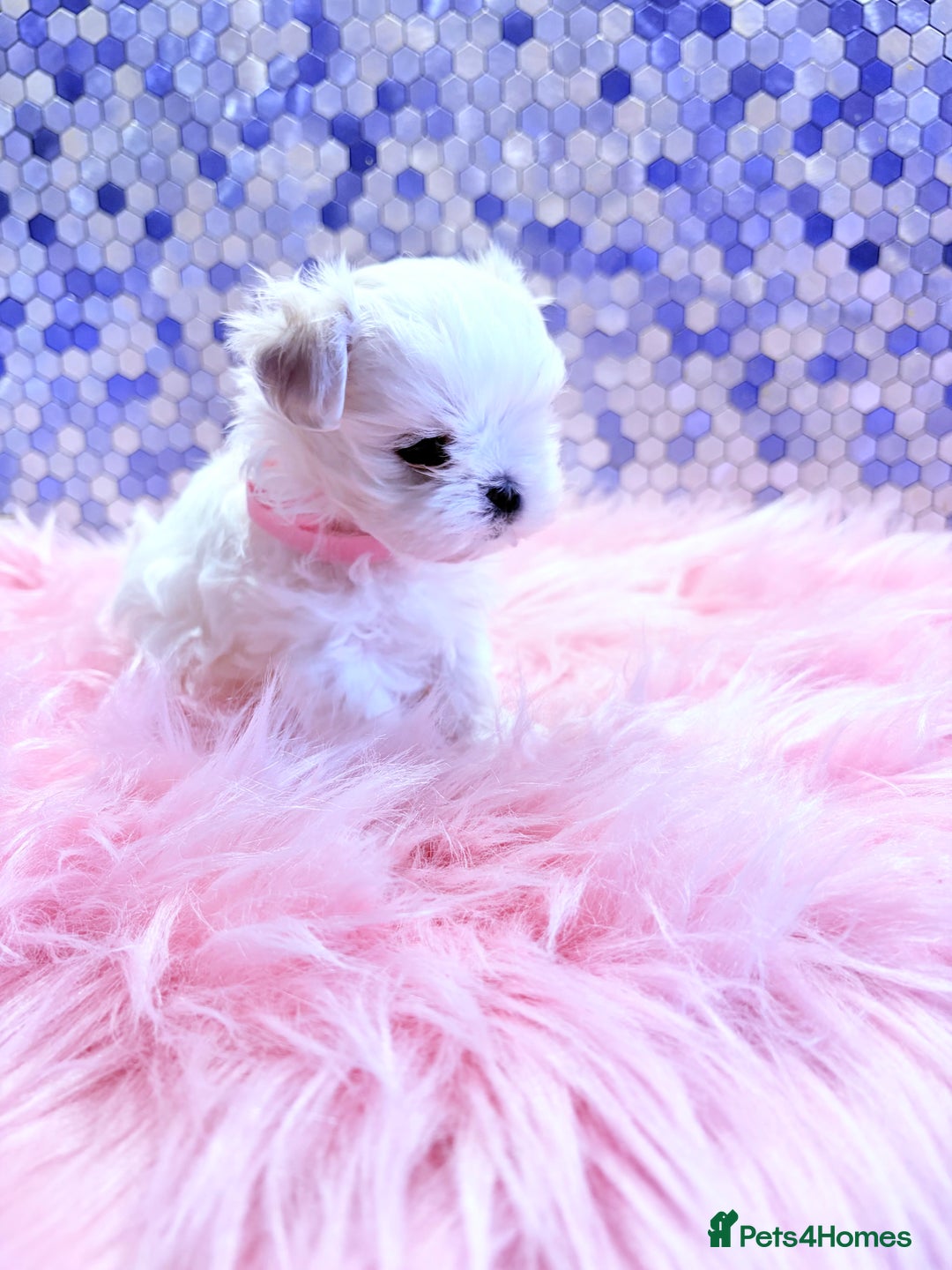 Maltese dogs for sale: ❤️🩵Full Korean Baby pups🩵❤️ - Advert 3