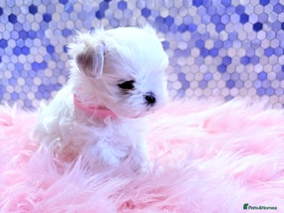 Maltese dogs 🌟🌟Full Korean Baby pups🌟🌟 - Advert 5