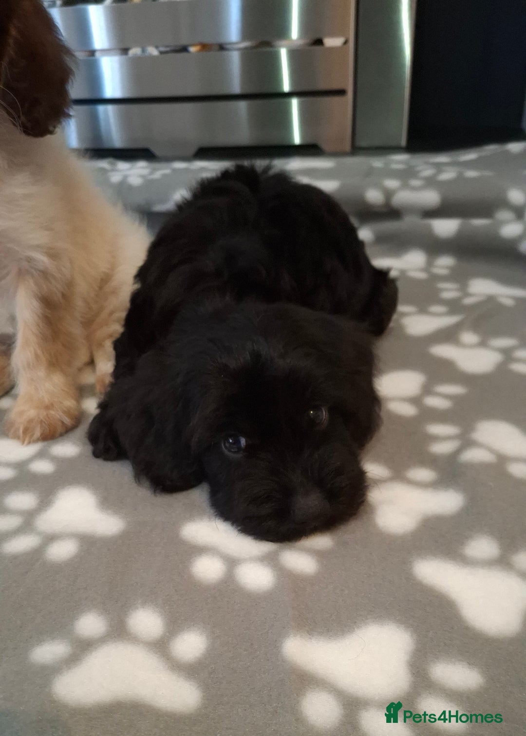 Cockapoo dogs for sale: Health tested show type cockapoo puppies! - Image 17