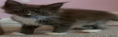 Maine Coon 5