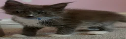 Maine Coon cats for sale: Maine Coon kittens XXL - Advert 13