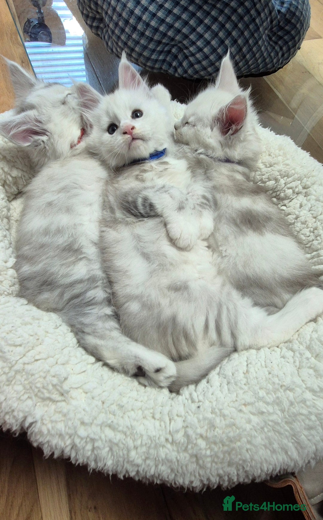 Maine Coon cats for sale: GCCF Pedigree Maine Coon Shaded Kittens - Advert 20