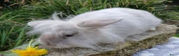 Mini Lion Lop rabbits for sale: Stunning DM Lionhead x minilop baby rabbit - Advert 2