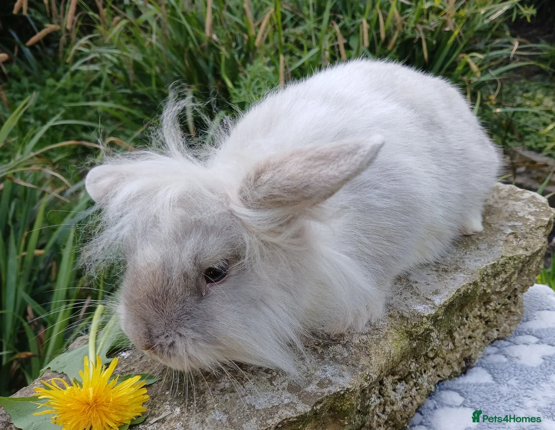 Mini Lion Lop rabbits for sale: Stunning DM Lionhead x minilop baby rabbit - Advert 2
