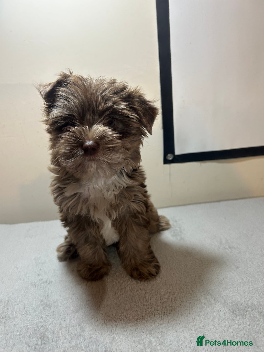 Biewer Terrier dogs for sale: Choco,black & ocean pearl Biewer Terrier - Advert 16