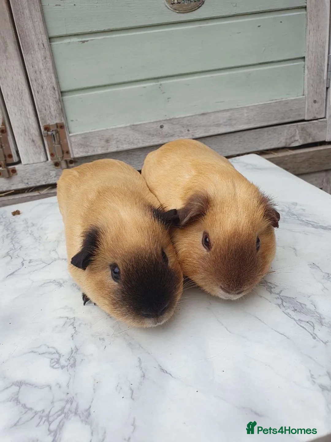 Guinea Pig rodents for sale: 2 Male California guniea pigs brothers  - Advert 3