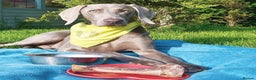 Weimaraner dogs for stud: 🔥super stud🔥Hipscored🔥KC reg in Woodbridge - Advert 4