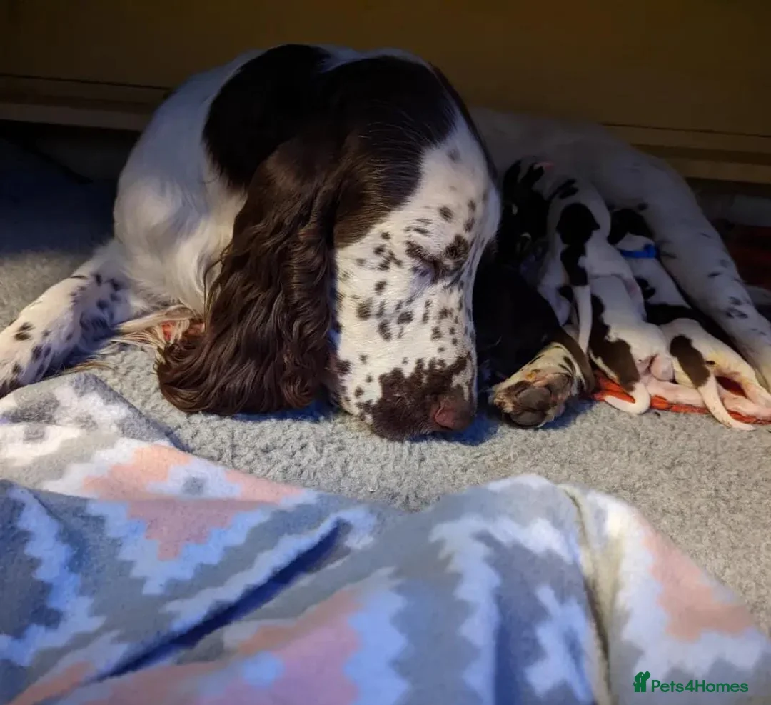 Field Spaniel dogs for sale: Amazing Field puppies Ready for Everhomes. - Advert 1