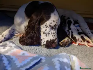 Field Spaniel dogs Amazing Field puppies Ready for Everhomes. - Advert 5