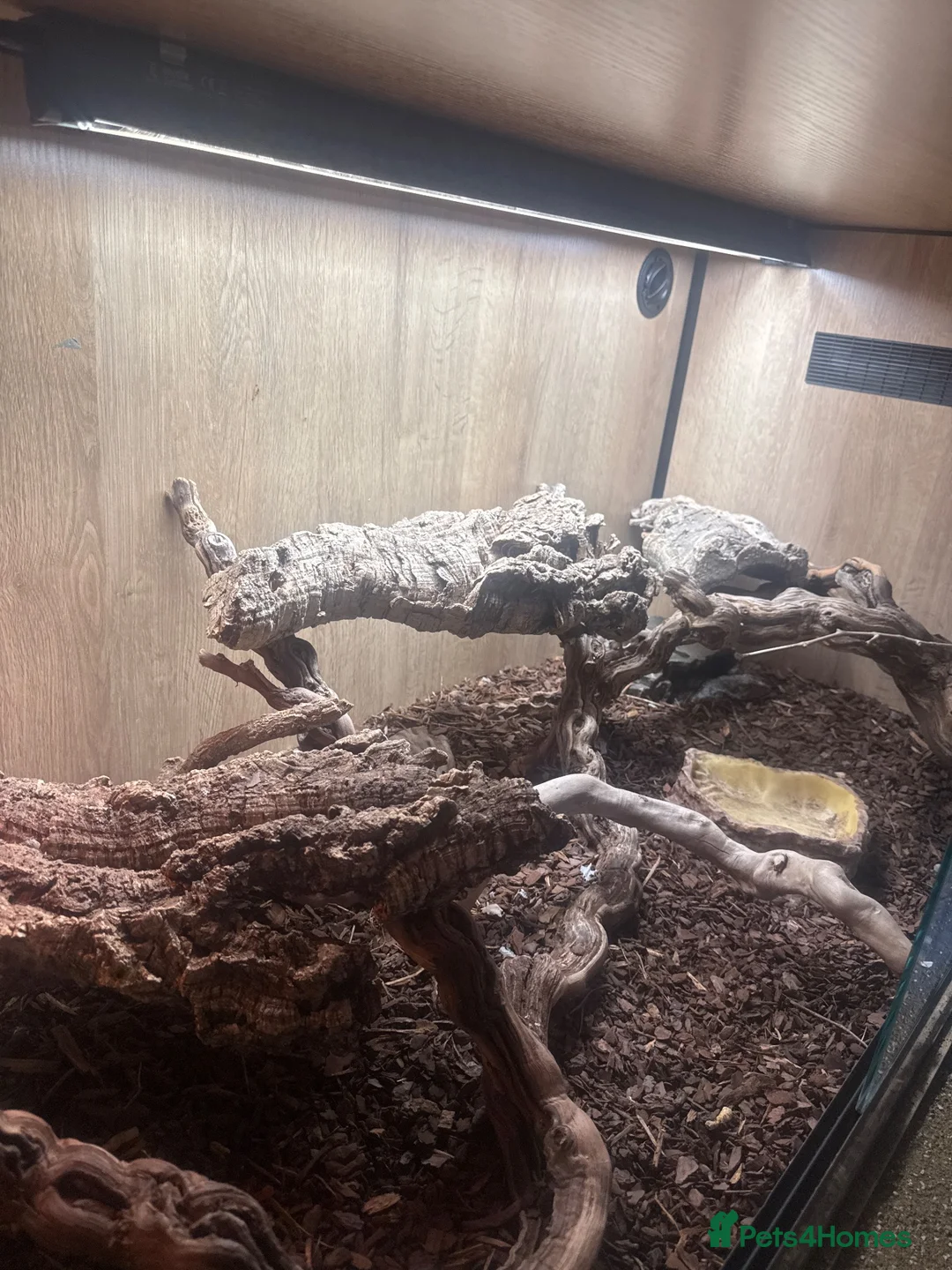 Dragon reptiles for sale: 1 female frilled dragon  - Advert 4