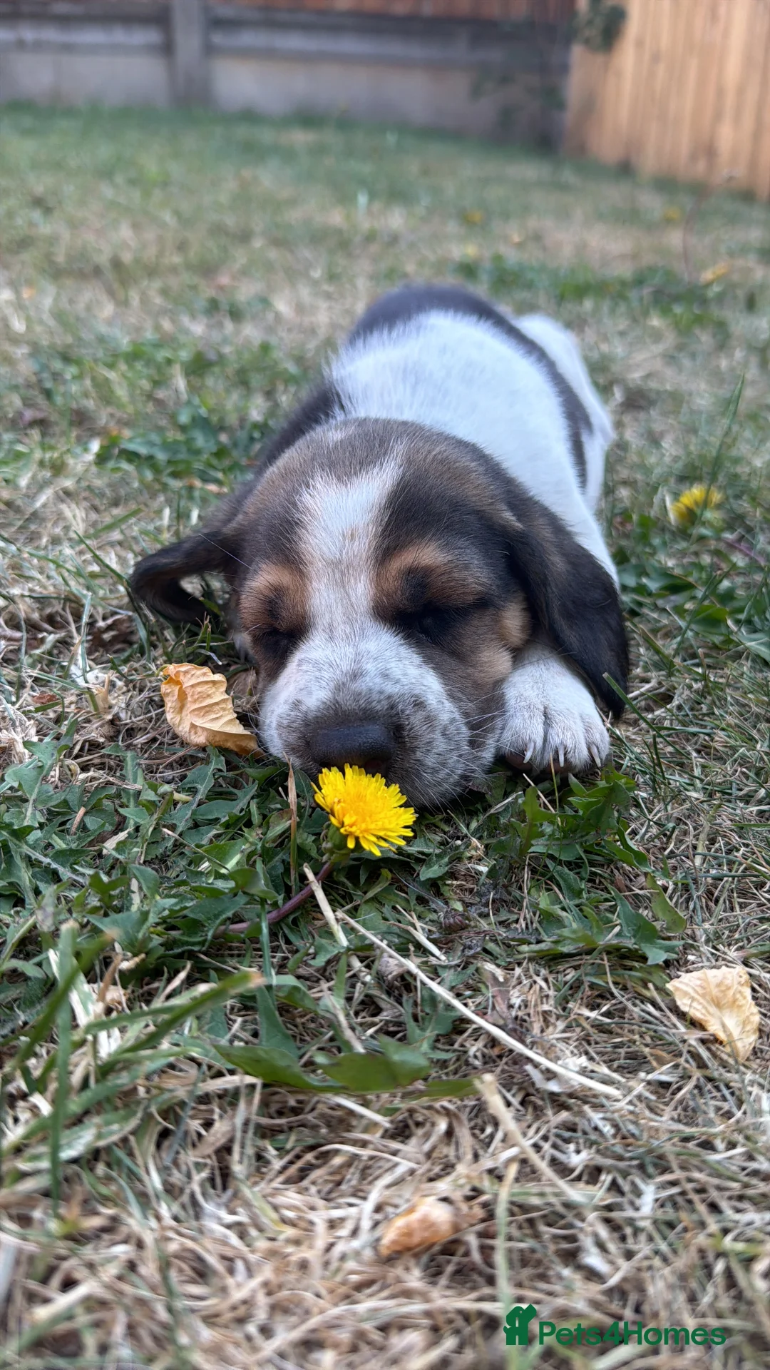 Beagle dogs for sale: 🐶 Beautiful Beagle Puppies for Sale 🐶 - Advert 2