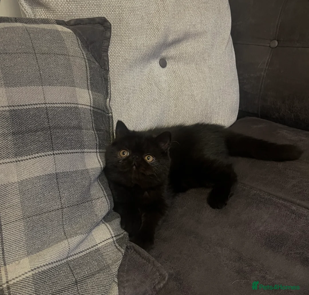 Exotic cats for sale: Ready now GCCF reg Stunning sh exotic kittens  - Advert 2