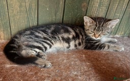 Mixed Breed cats for sale: Rescue kittens  - Image 1