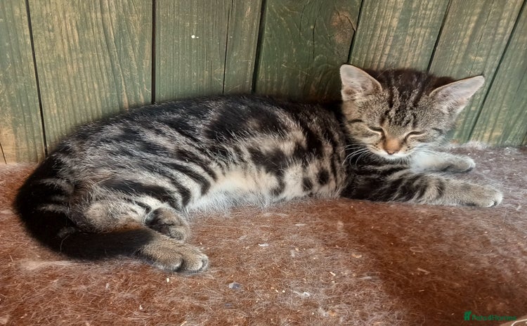 Mixed Breed cats - Advert 2