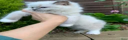 Ragdoll cats for sale: Male/Female Kitten Looking for a Loving  Home in Newport Pagnell - Advert 22