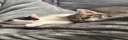 Mixed Breed cats for sale: Tabby girl  - Advert 4