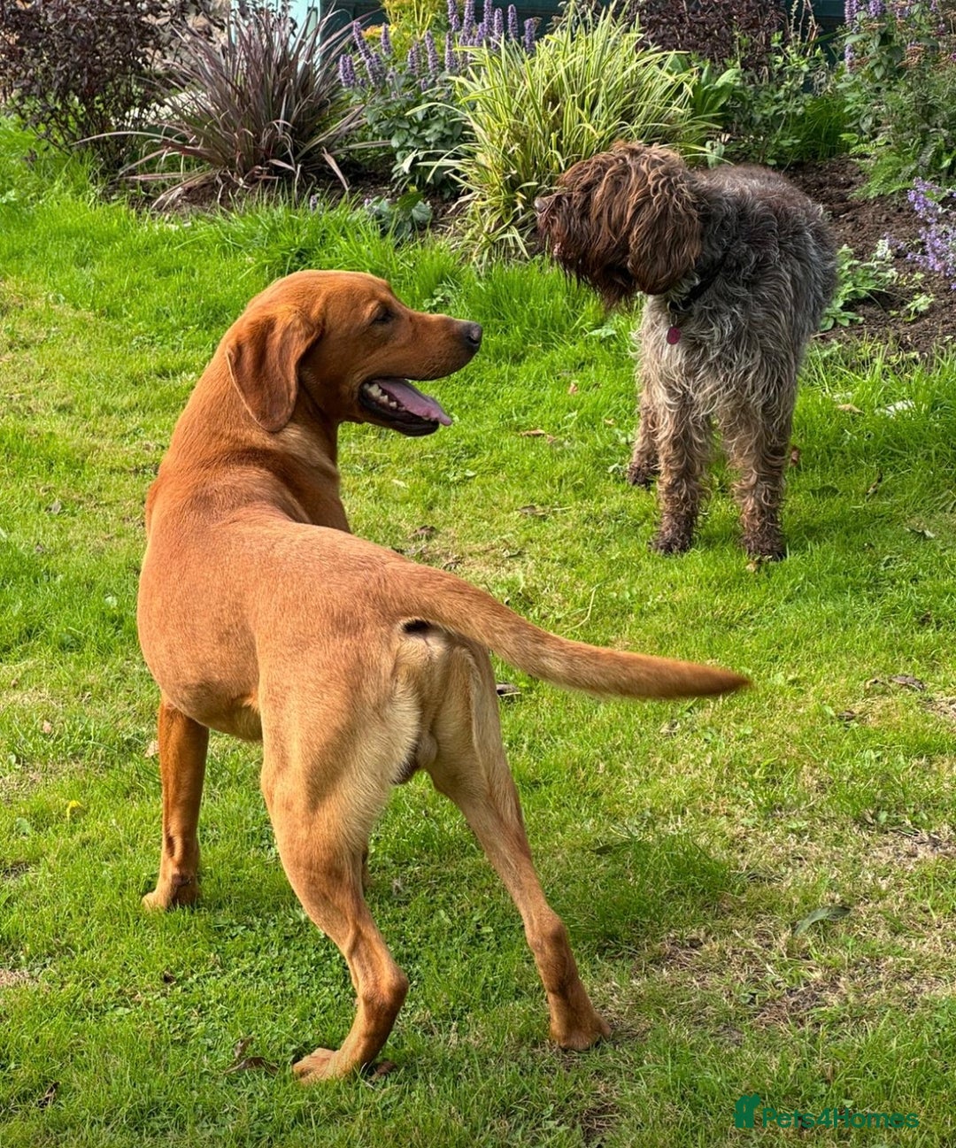 Mixed Breed dogs for sale: Meet the Griffadors - Advert 2