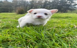 Welsh Corgi Pembroke dogs for sale: Beautiful Registered Pembroke Corgis - Image 8