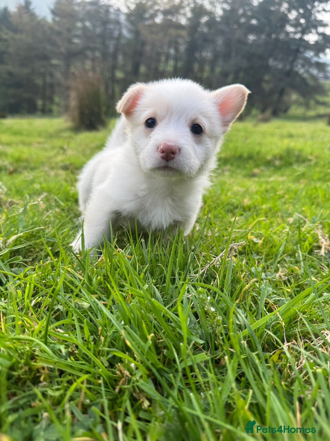 Welsh Corgi Pembroke dogs for sale: Beautiful Registered Pembroke Corgis - Image 8
