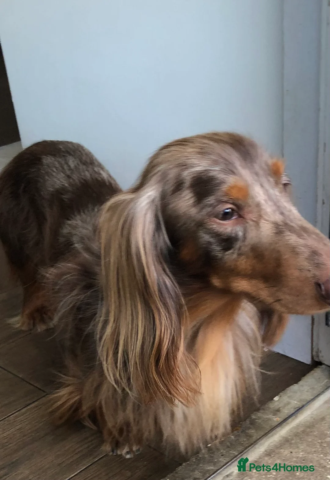 Miniature Dachshund dogs for sale: Miniature Dachshund  - Advert 14