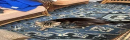 Bengal cats for sale: 2 bengal brothers in Darlington - Advert 2
