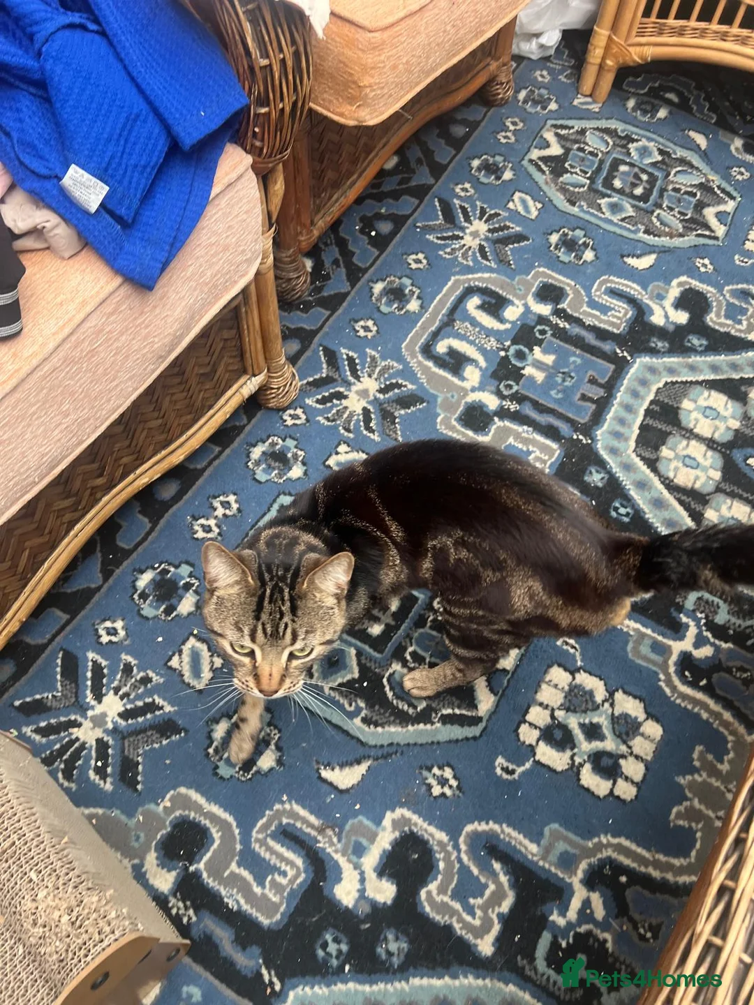 Bengal cats for sale: 2 bengal brothers in Darlington - Advert 2