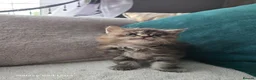 Maine Coon cats for sale: Stunning Maine Coon Kittens - Advert 10