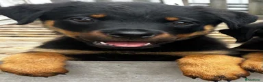 Rottweiler 2