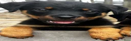 Rottweiler dogs for sale: Beautiful Rottweiler pups  - Advert 4