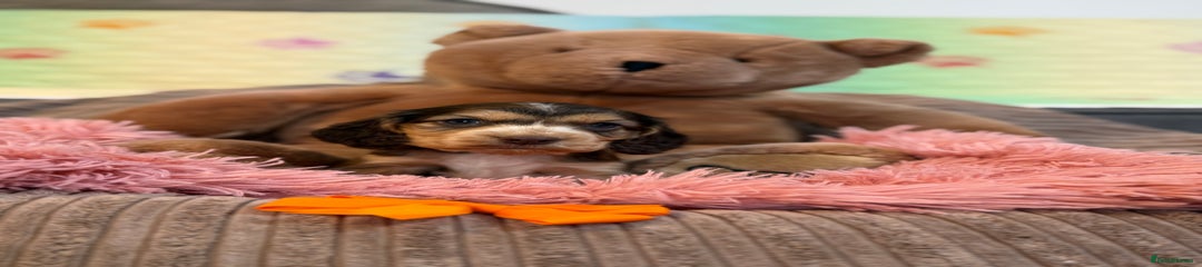 Cocker Spaniel Puppy 5