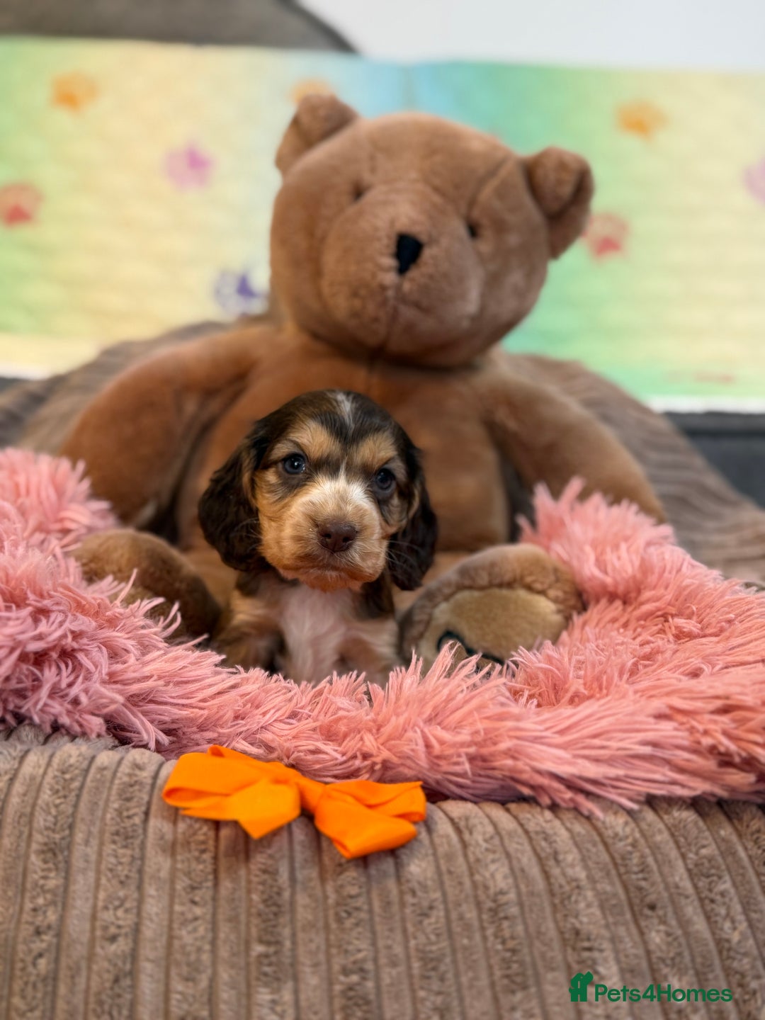 Cocker Spaniel dogs for sale: Beautiful cocker spaniels DNA clear  - Image 19